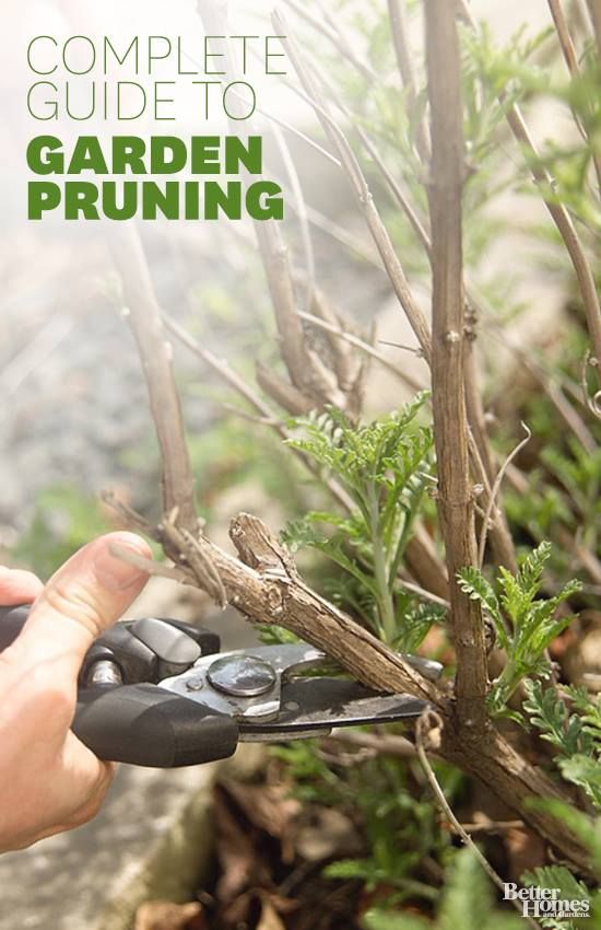 yes Complete guide to garden pruning
