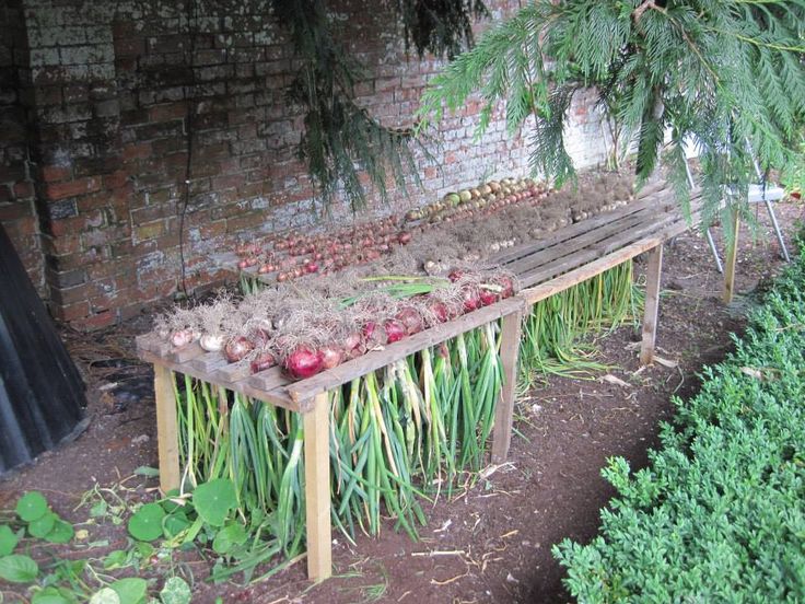 Drying Onions- so dry this year (2014) that I just leave them in the ground, I mean dust, and pull them when I need them.