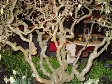 The Contorted Filbert !! My Dream Tree! This is what it look like in the winter. Such character
