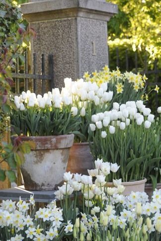 Loving these containers filled with Narcissus and Tulips!