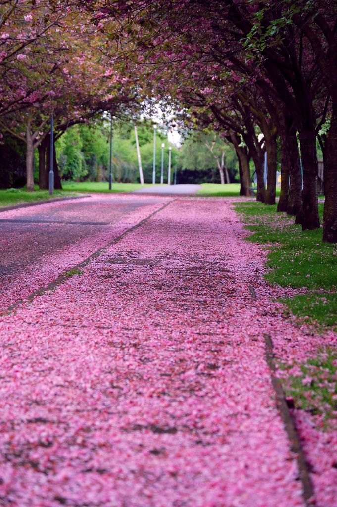 Cherry Blossom Fall, Edinburgh, Scotland