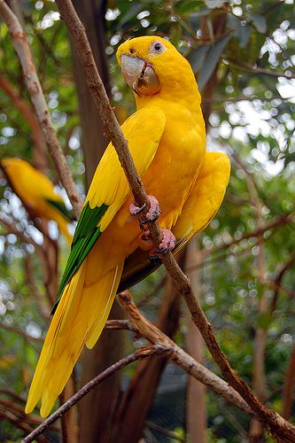 Guaruba guarouba