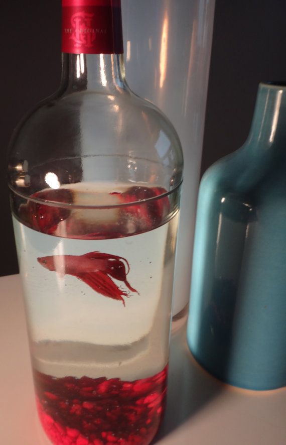 Wine Bottle Betta Fish Tank Aquarium...cute for the kitchen.