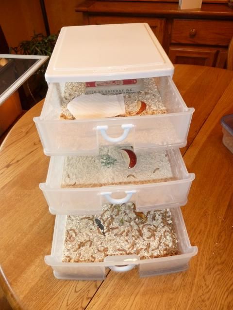 This is the way to raise meal worms. Great chicken food supplement. So easy to do in plastic drawers.