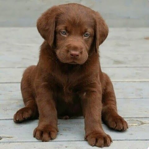 5 Reasons why Labrador Retrievers make good family pets, Click the pic to read