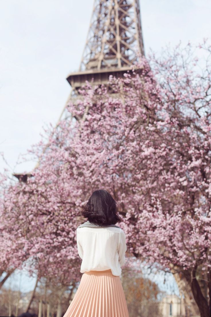 cherry blossom in paris eiffel tower