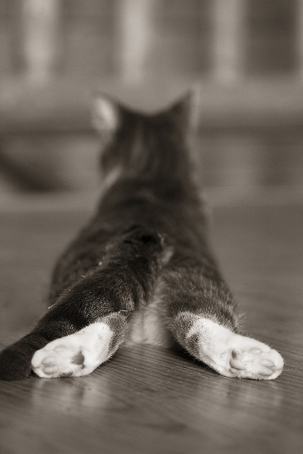 Those cute back feet!!!