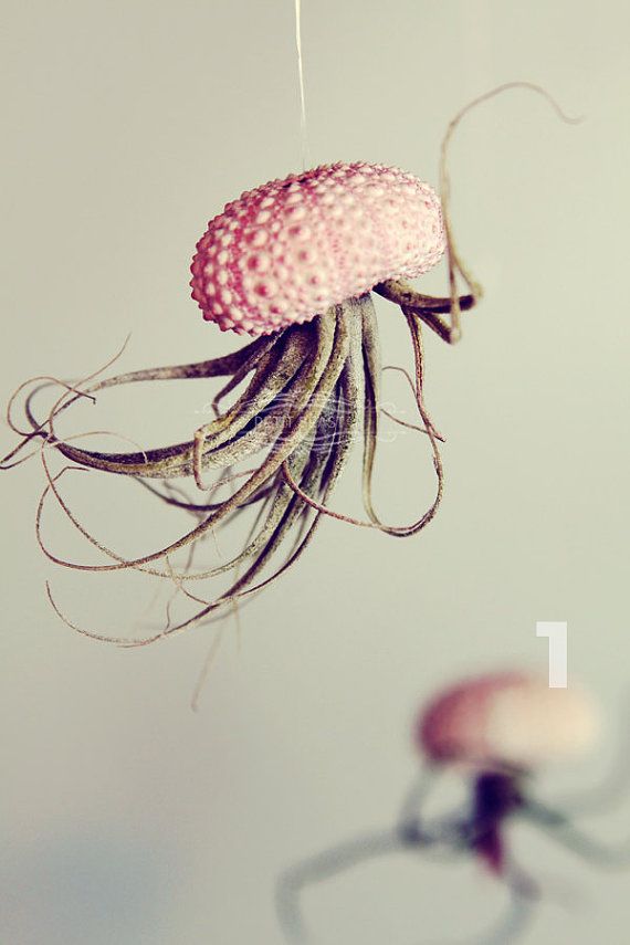 Jellyfish air plant!