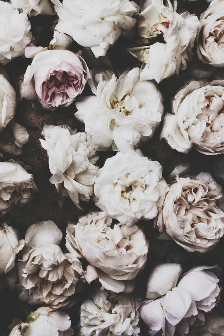 cabbage roses