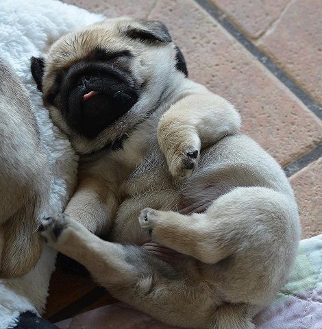 Esta pequeña bola de relleno de pug. | 24 cachorros pug que deberían ser ilegales