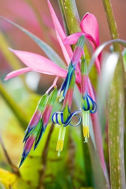 Bromeliad such a pretty flower.