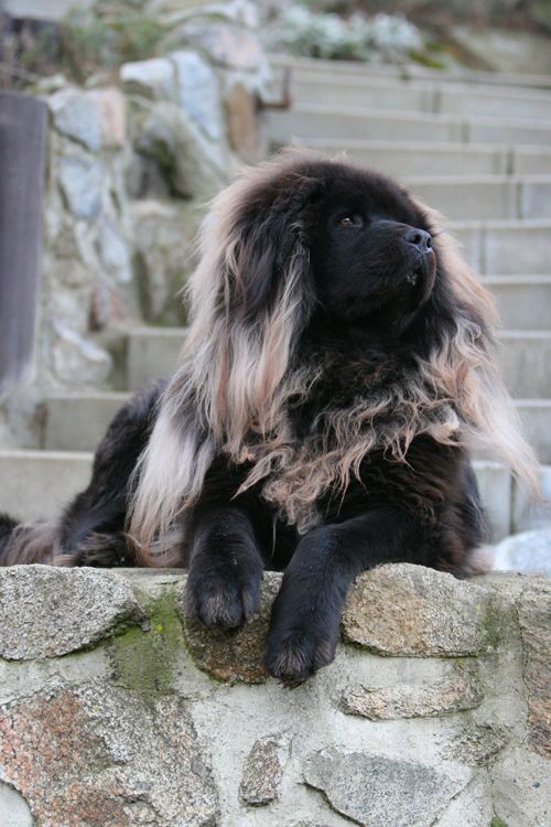 Tibetan Mastiff