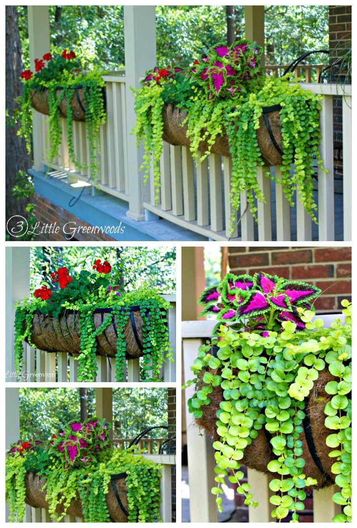 UST read post for choosing The Easiest and Best Plants for Hanging Baskets by 3 Little Greenwoods! #DIYflowerBasket #hangingflowerbaskets #bestplantsforhangingbaskets