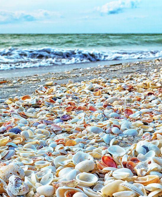 Thousands of exotic shells line the beach of Sanibel Island, Florida. One of my favorite places