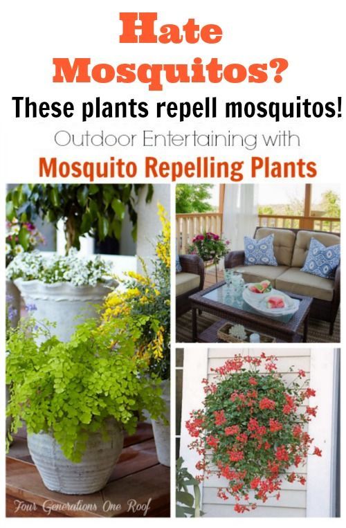 A list of images, tips and tricks of lush plants that repel mosquito's. How to entertain and Decorate an outdoor space with mosquito repelling plants.