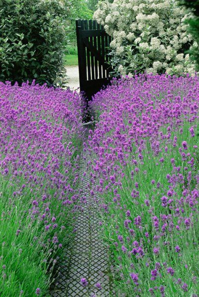 the purple path