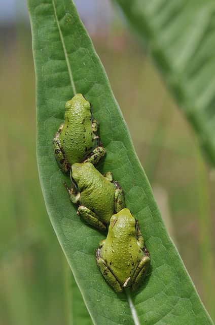 Frogs