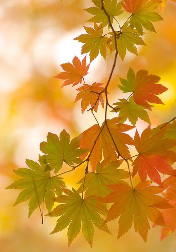 Transition ... Japanese Maple changing color in Autumn