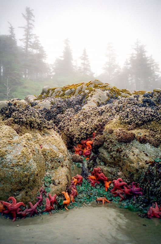 Low tide on Chesterman Beach, Tofino, Vancouver Island.