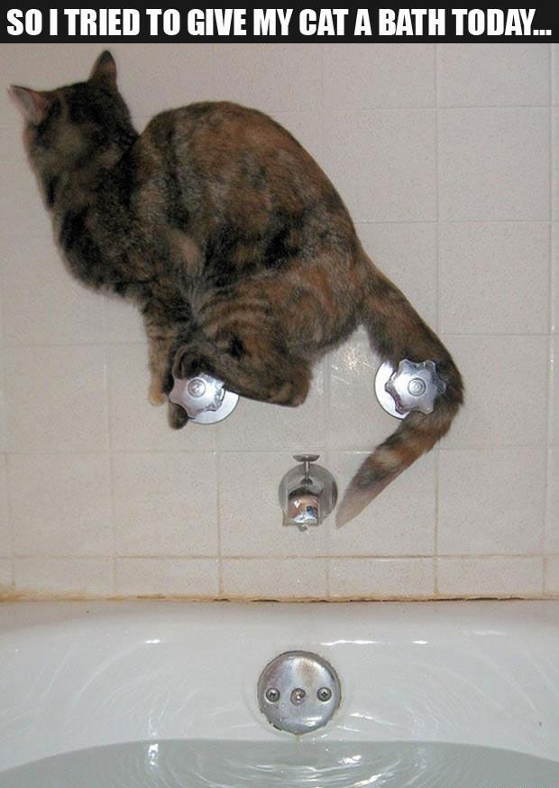 Funny Animals Are Even Funnier With These Captions (30 Pics)
