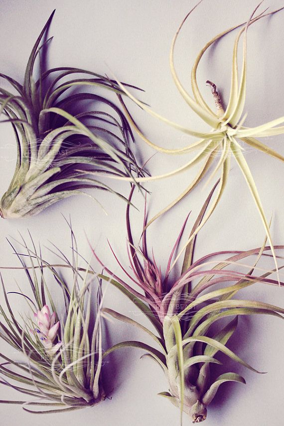 air plants