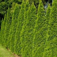 $20 each, privacy trees, 30 dollar shipping, deer/insect resistant, all weather, fast growing Green Giant Arborvitae Tree