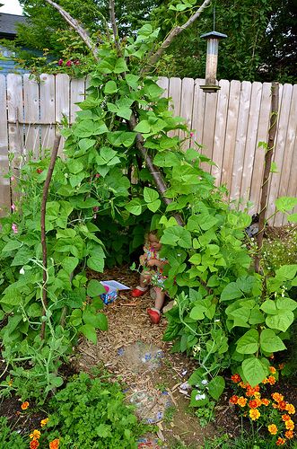 Bean Tipi for the natural play area or children's garden. What a great way to combine spaces while exposing children to nature!