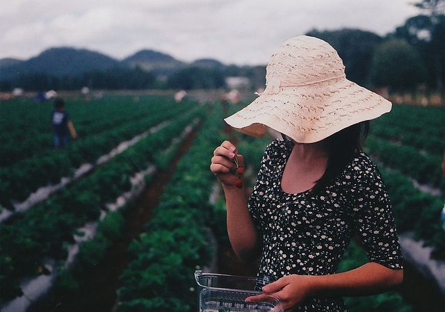 Summer, strawberry fields.