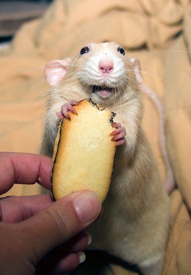 arty the super happy rat