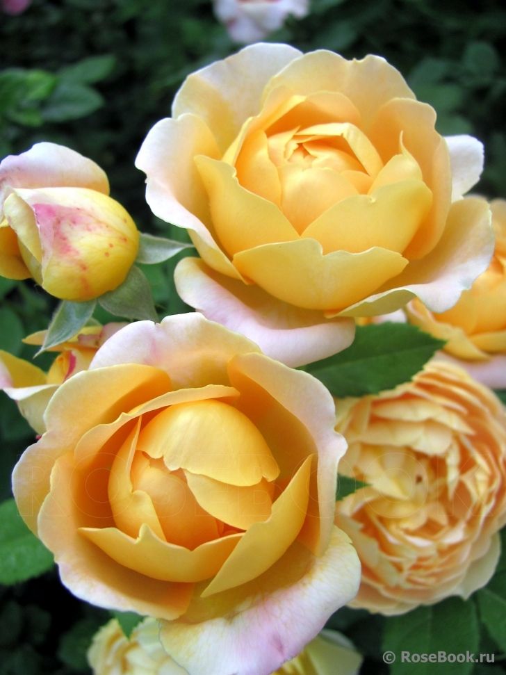 ‘Anna Fendi ‘ | Hybrid Tea rose. Vittorio Barni Italy 2004