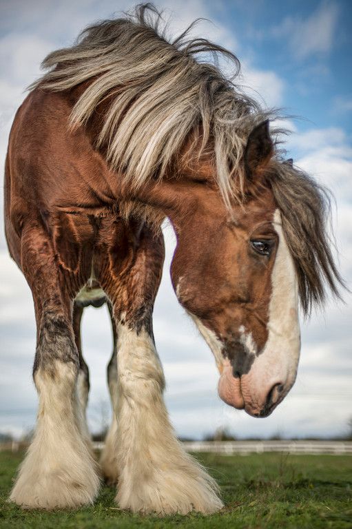 Clydesdale - Draft horse Know what I love about drafts? That nose!!!! I love the rounded, convex noses!!!!!