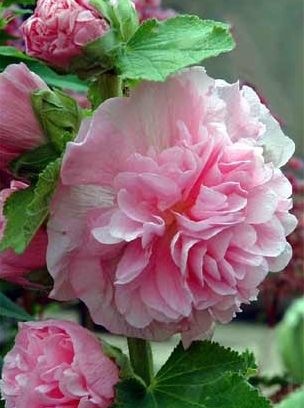 Hollyhock Alcea rosea double pink