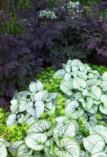cimicifuga, brunnera, sweet woodruff...planting for a shade garden