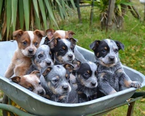 Puppies by the pan how cute. ~ Cute puppy and dog