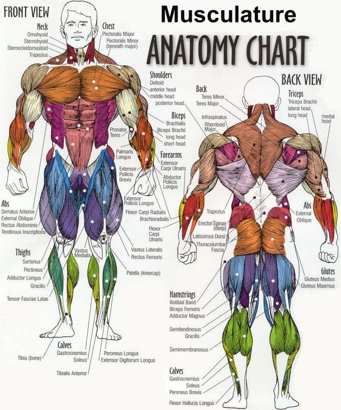 #muscle #anatomy