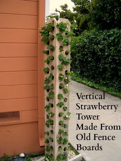 Strawberry (lettuce, arugula, spinach, etc.) tower made from fence boards.