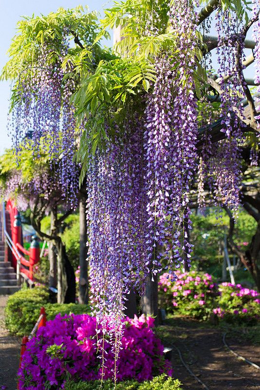 Wisteria