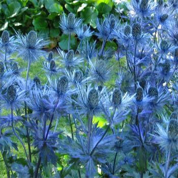 Sea Holly/Eryngium - Sea Holly is a striking plant just made for that hot, sun baked spot. Needing full sun, very drought tolerant, and thriving on neglect, these plants are perfect for xeriscaping.
