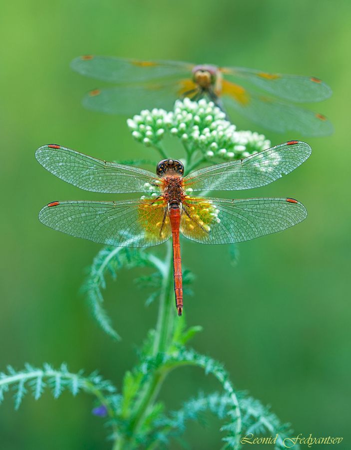 Dragonflies on Common Yarrow