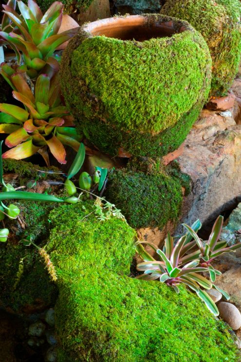 DIY Moss for the Garden - Blend up 1 Part Moss, 1 Part Sugar, 2 Parts Beer... pour or brush over pots, stone or pavers and moss will grow!