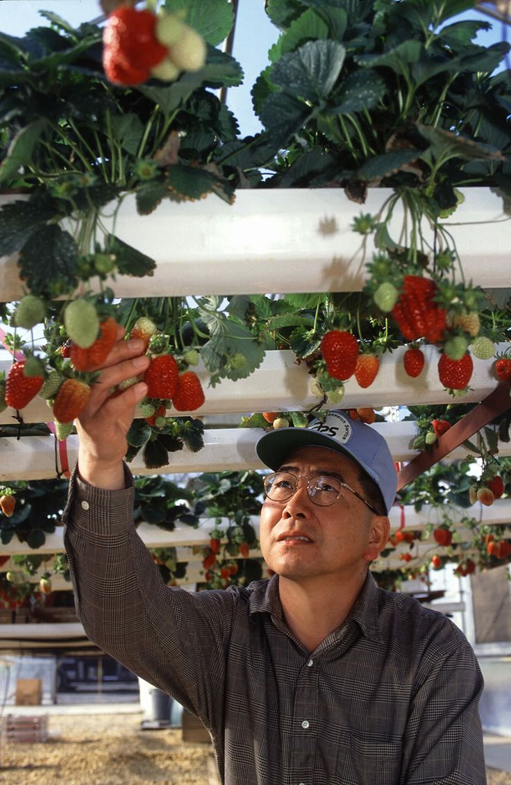 Strawberries!