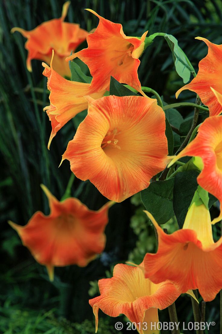 |Orange Morning Glories|