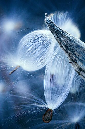 Seeds [of life] by Ravi Vora #MacroPhotography #blue #Naturephotography