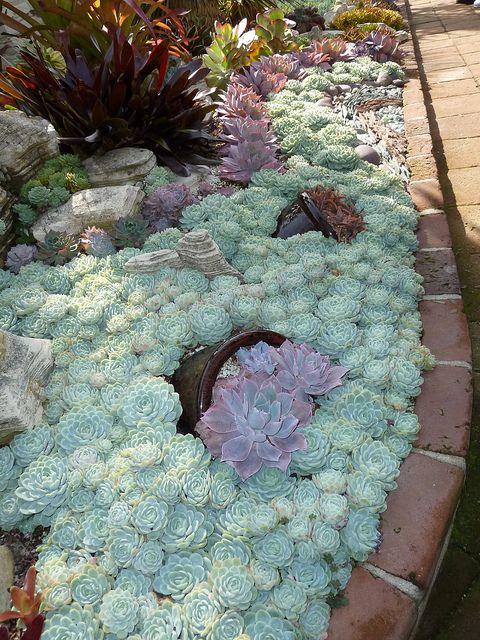 Succulent edging…