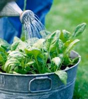 66 Things You Can Grow in Containers