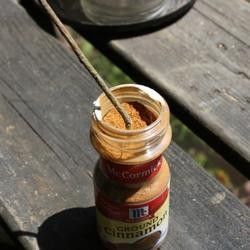 Use cinnamon as a substitute for rooting hormone. It also kills fungus and bacteria at the same time. I will never buy Rootone again : ) - Click image to find more Gardening Pinterest pins