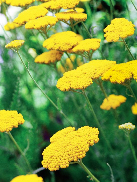 Yarrow
