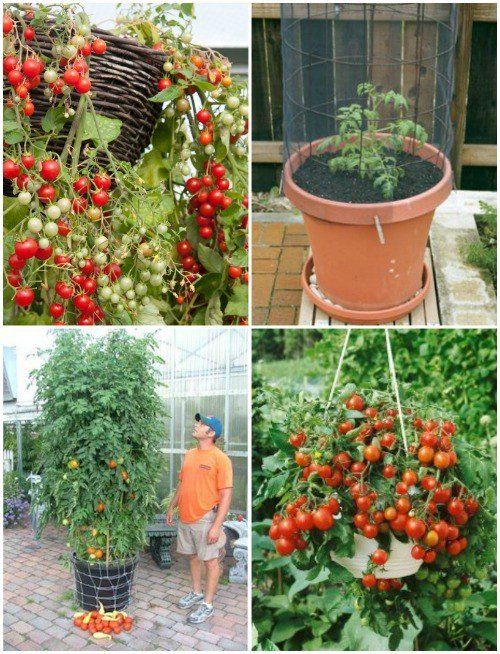 The 35 Easiest Container and Pot Friendly Fruits, Vegetables and Herbs - DIY & Crafts