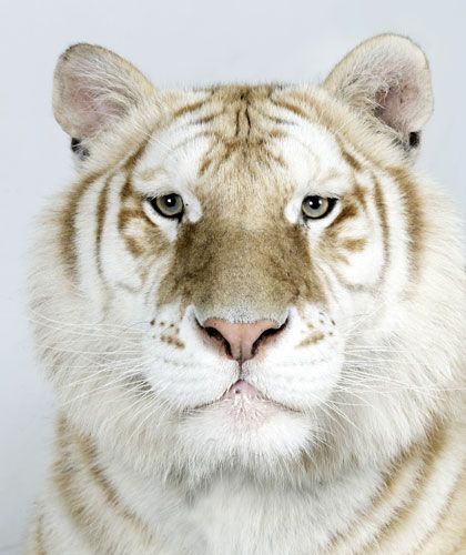 Beautiful animal...