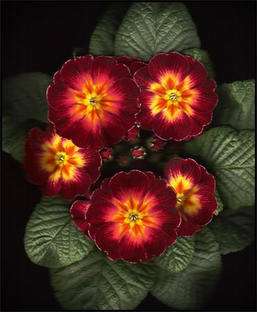 Polyanthus Primrose - Rainbow Scarlet Shades A hardy winter flower, great for beginners and those with small living spaces.